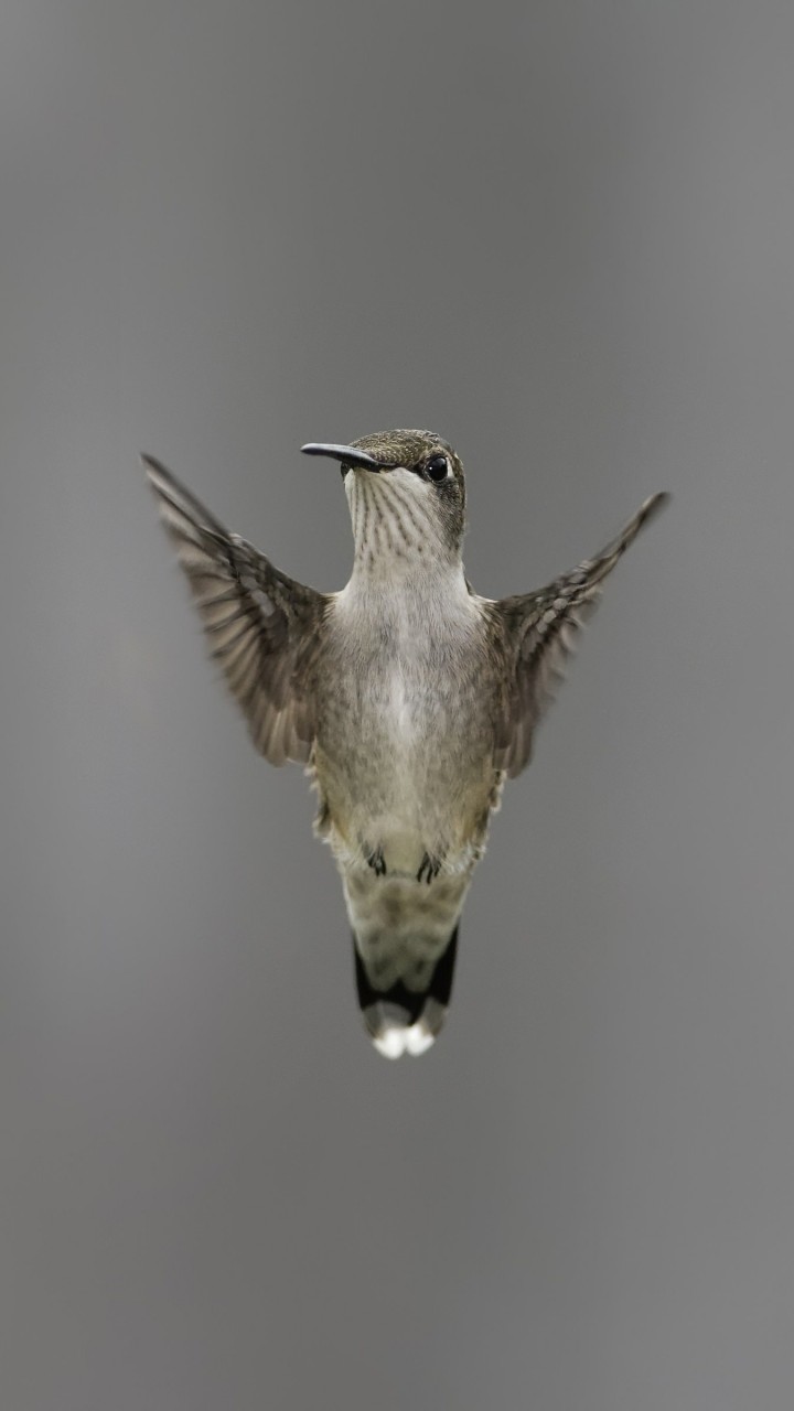 Flying Hummingbird Wallpaper for SAMSUNG Galaxy S3