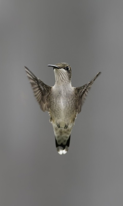 Flying Hummingbird Wallpaper for SAMSUNG Galaxy S3 Mini