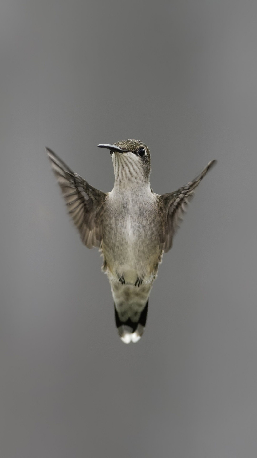 Flying Hummingbird Wallpaper for SAMSUNG Galaxy S4