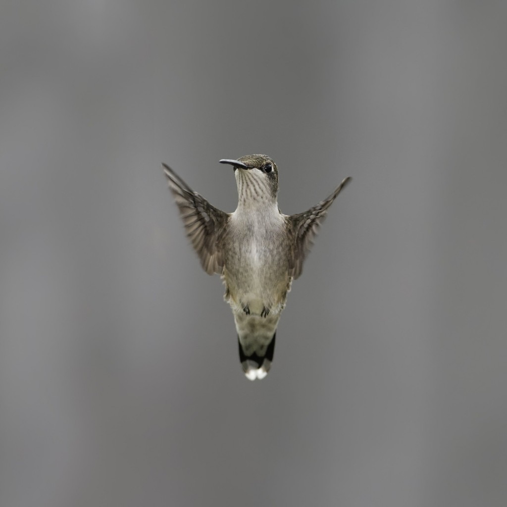 Flying Hummingbird Wallpaper for Apple iPad 2