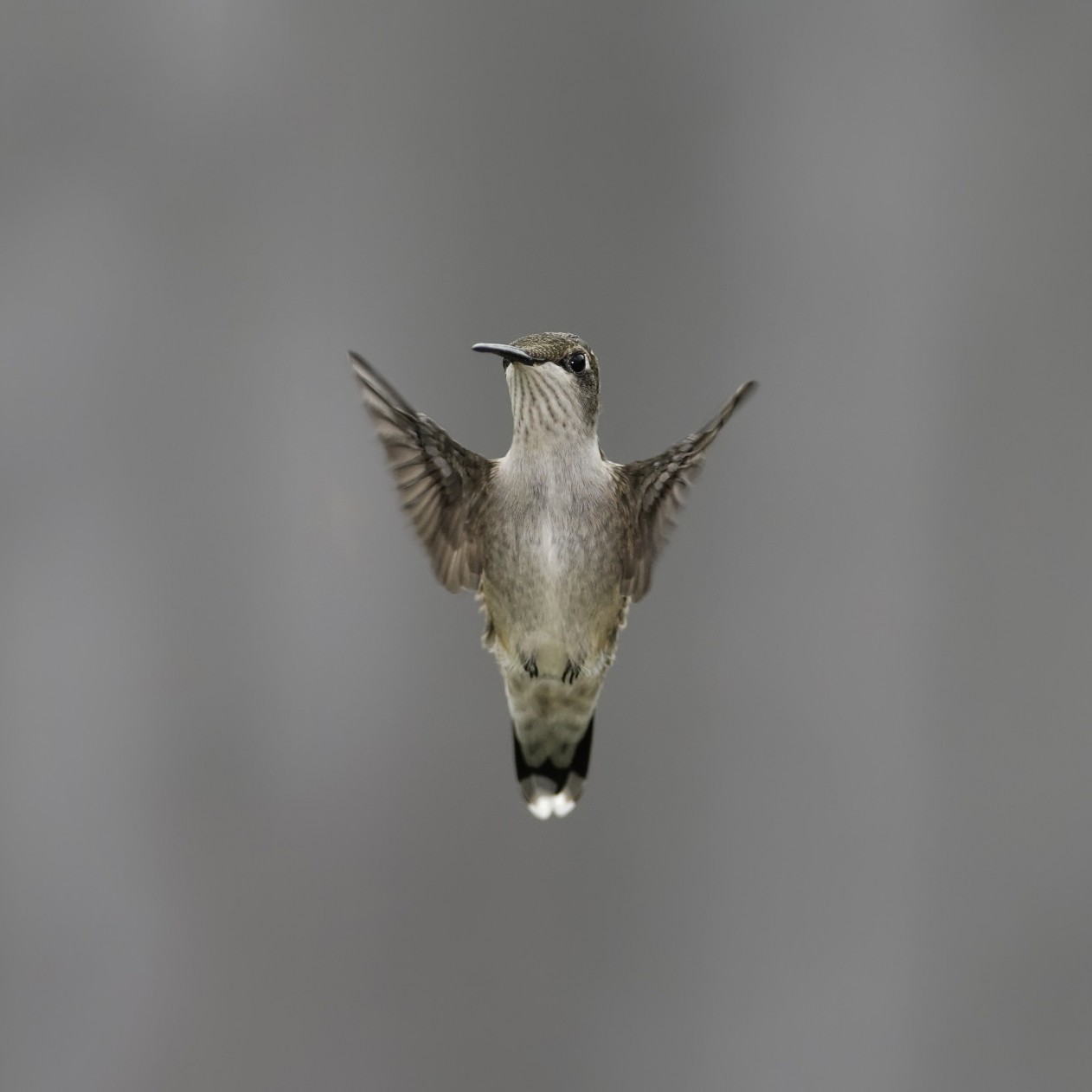 Flying Hummingbird Wallpaper for Apple iPad mini