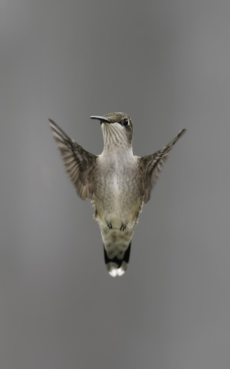 Flying Hummingbird Wallpaper for Amazon Kindle Fire HD