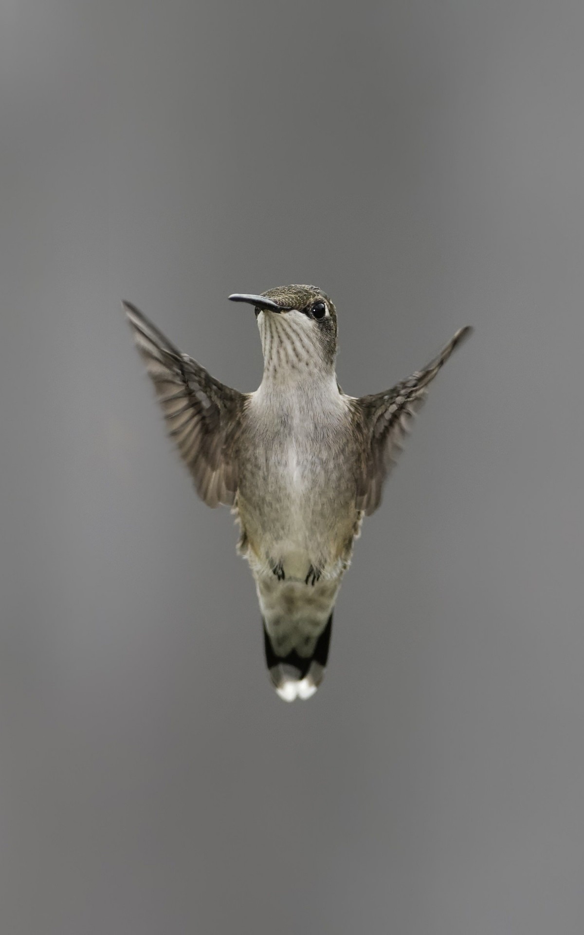 Flying Hummingbird Wallpaper for Amazon Kindle Fire HDX