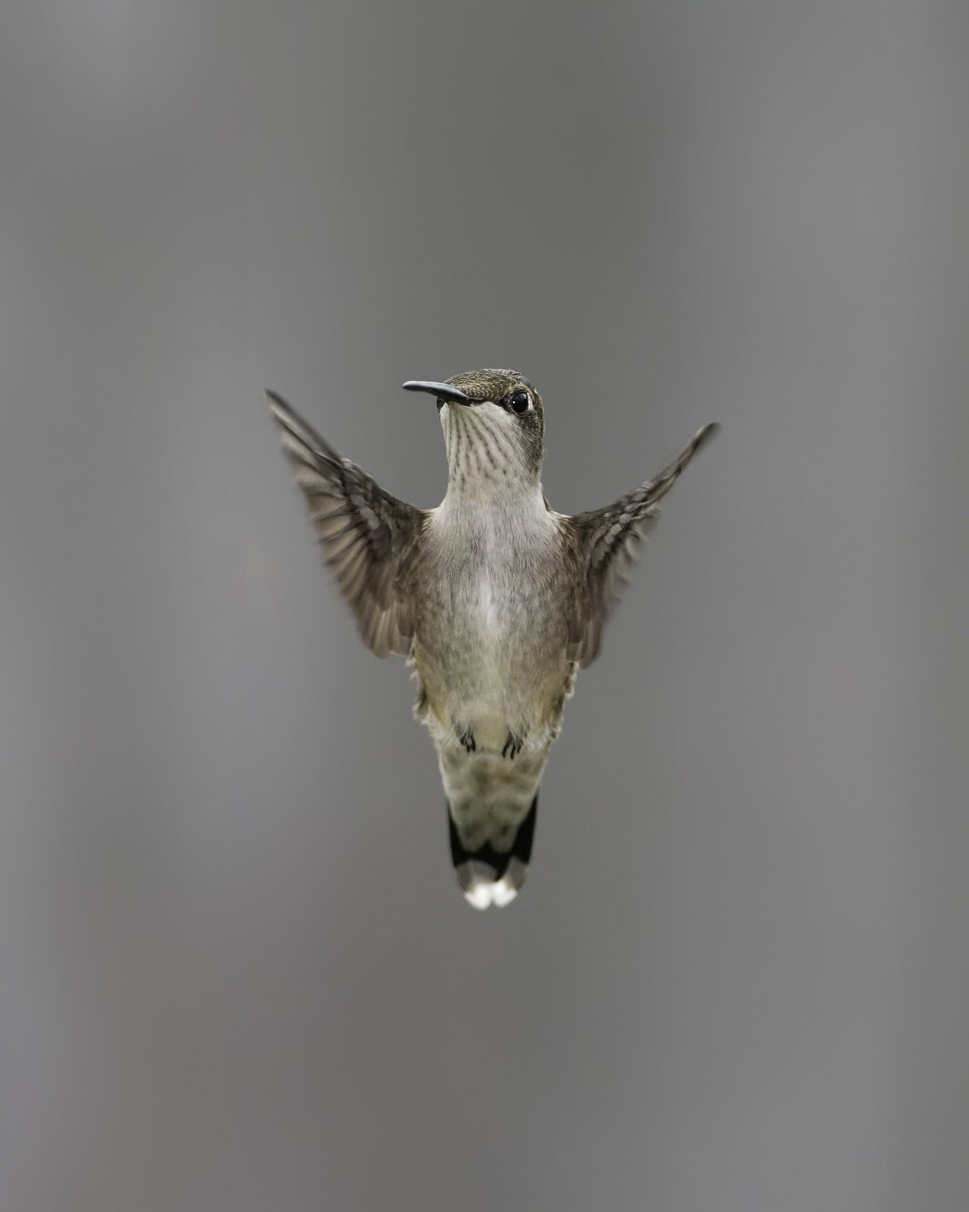 Flying Hummingbird Wallpaper for Google Nexus 7