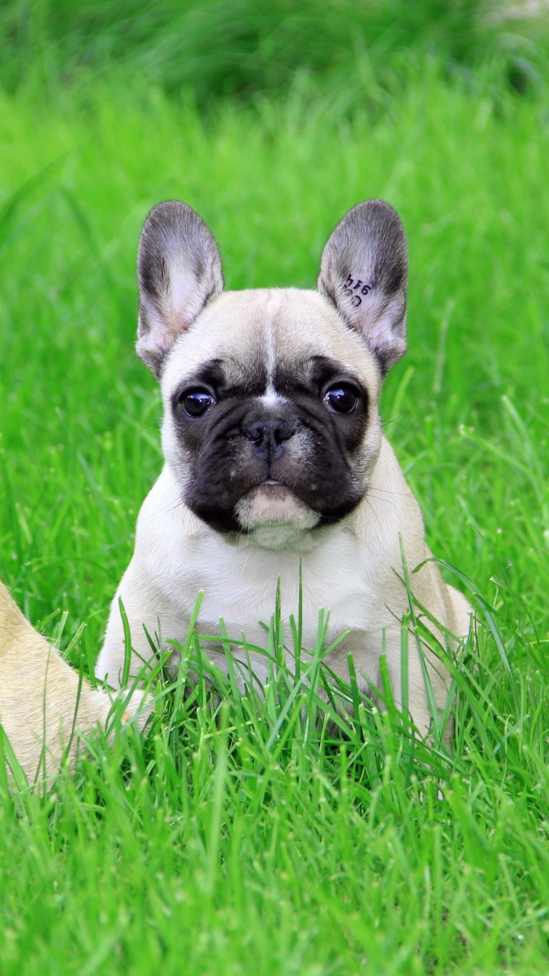 French Bulldog Puppy Wallpaper for HTC One
