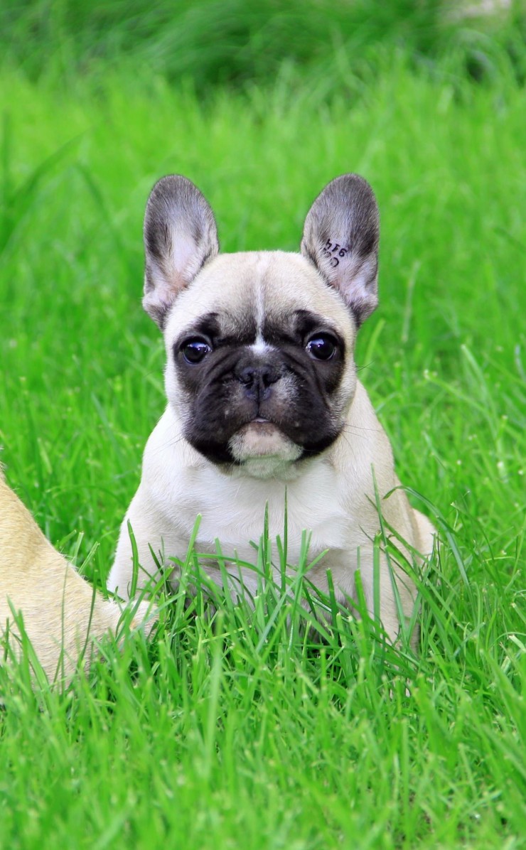 French Bulldog Puppy Wallpaper for Apple iPhone 4 / 4s