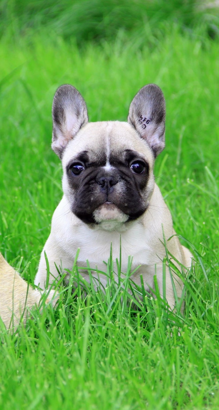 French Bulldog Puppy Wallpaper for Apple iPhone 5 / 5s
