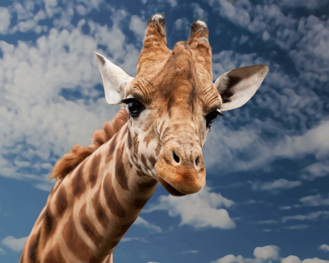Funny Giraffe Wallpaper for Desktop 1280x1024