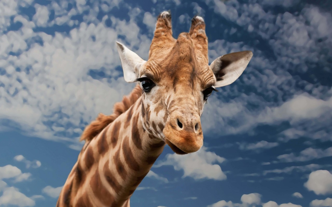 Funny Giraffe Wallpaper for Desktop 1280x800