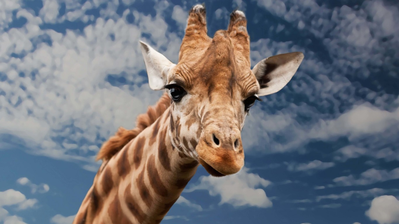 Funny Giraffe Wallpaper for Desktop 1366x768