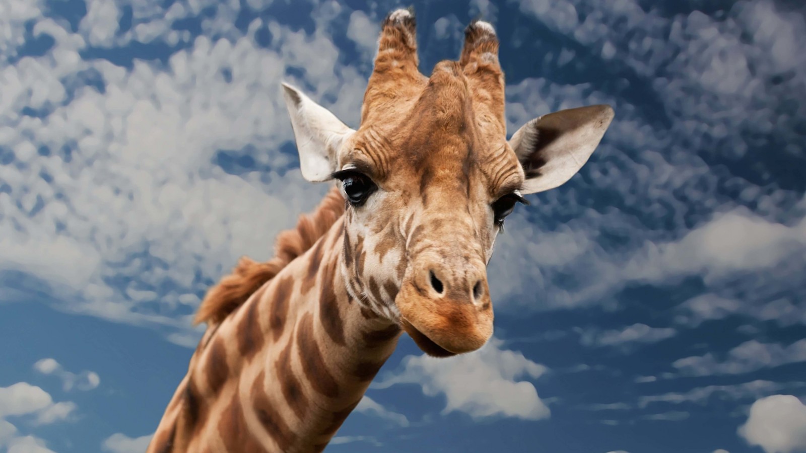 Funny Giraffe Wallpaper for Desktop 1600x900
