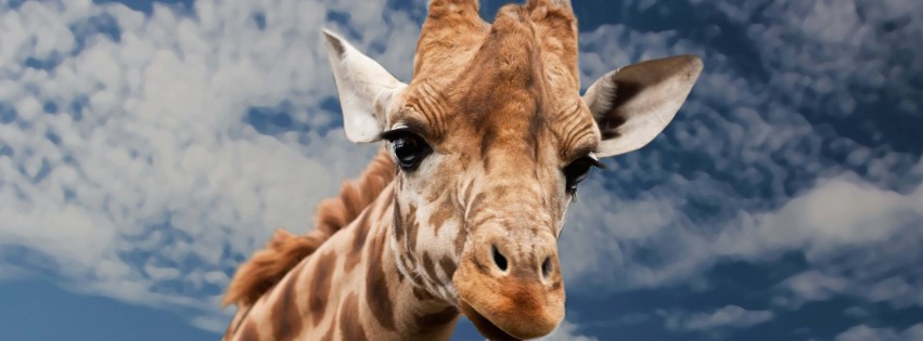 Funny Giraffe Wallpaper for Social Media Facebook Cover