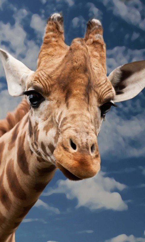 Funny Giraffe Wallpaper for HTC Desire HD