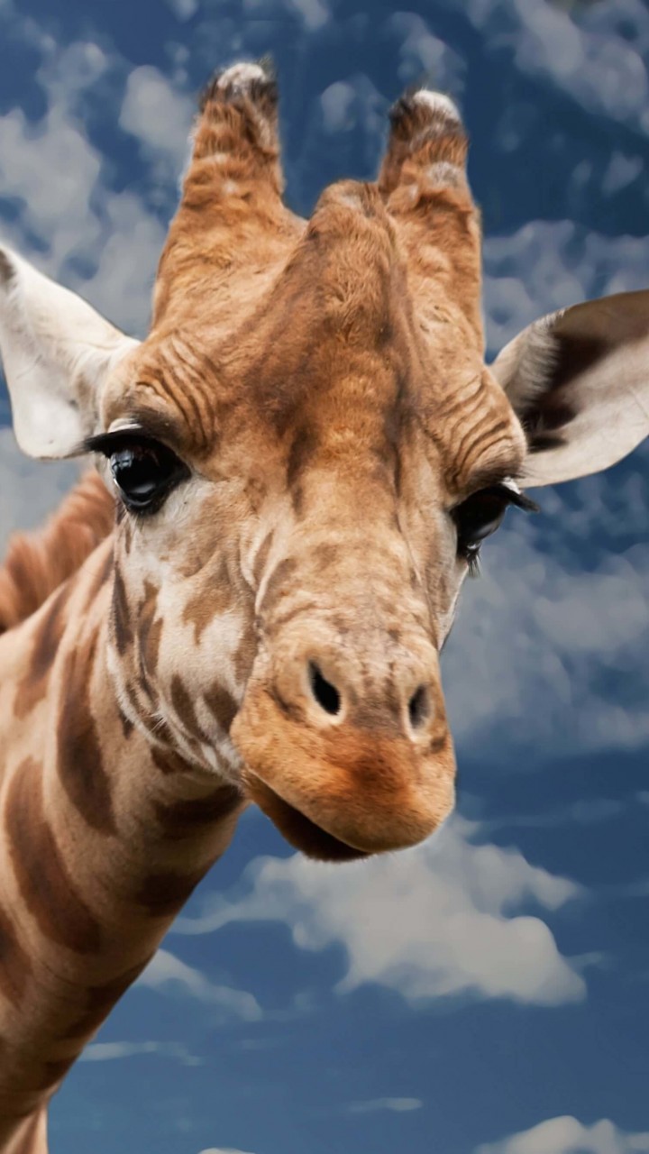 Funny Giraffe Wallpaper for HTC One mini