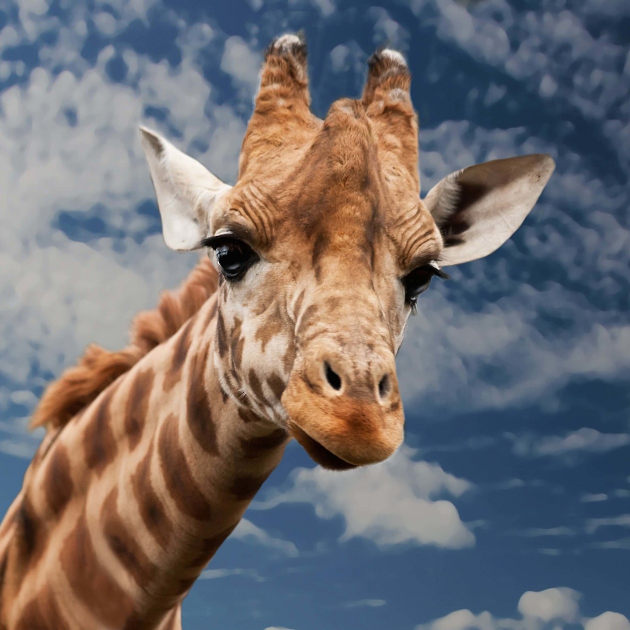 Funny Giraffe Wallpaper for Apple iPad mini