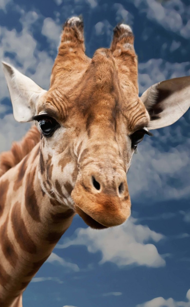 Funny Giraffe Wallpaper for Apple iPhone 4 / 4s