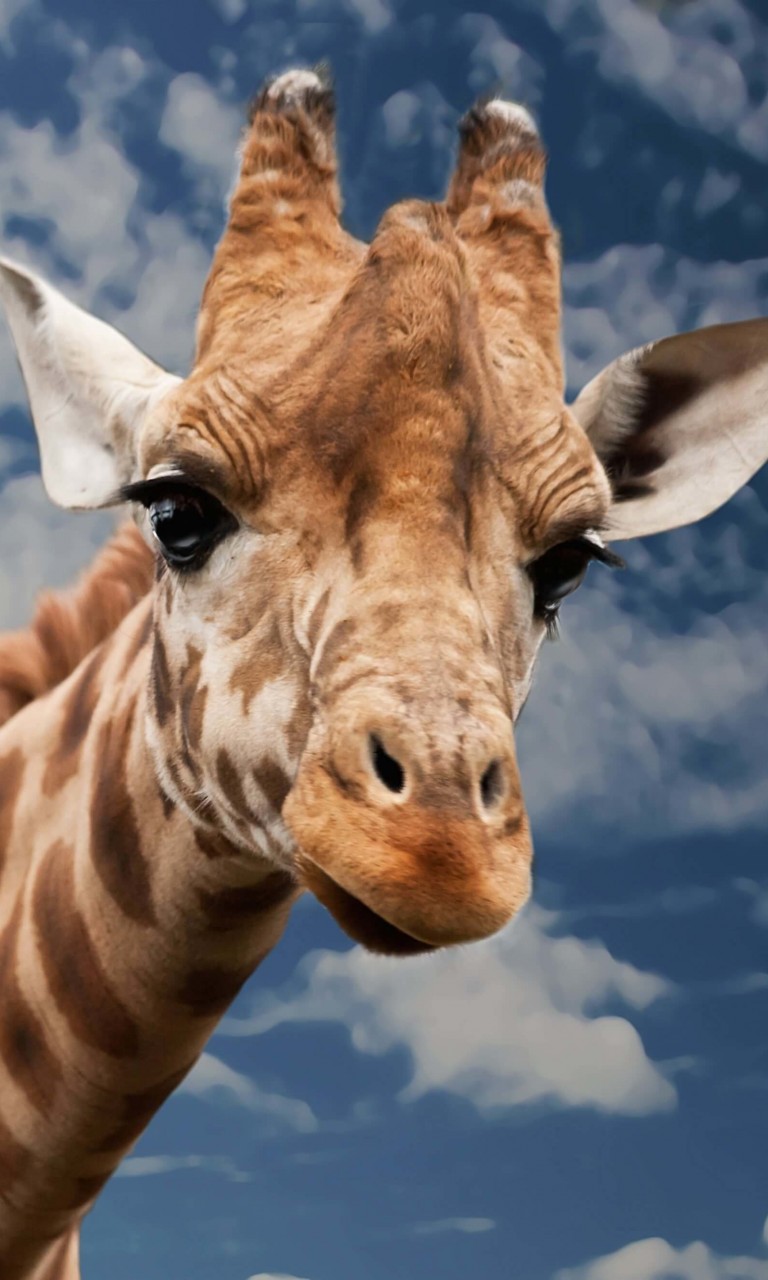 Funny Giraffe Wallpaper for Google Nexus 4