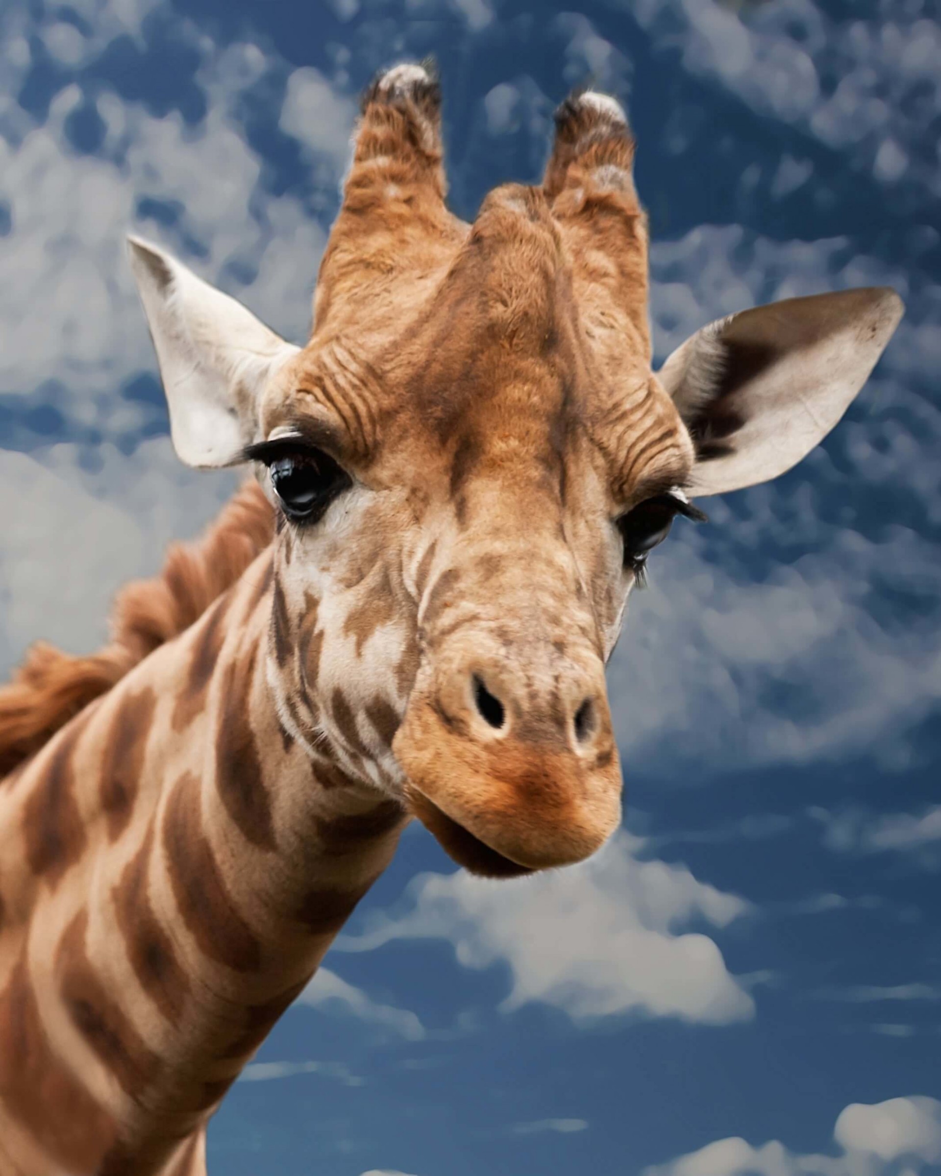 Funny Giraffe Wallpaper for Google Nexus 7