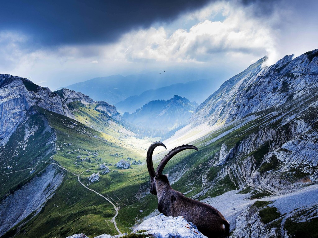 Goat at Pilatus, Switzerland Wallpaper for Desktop 1024x768