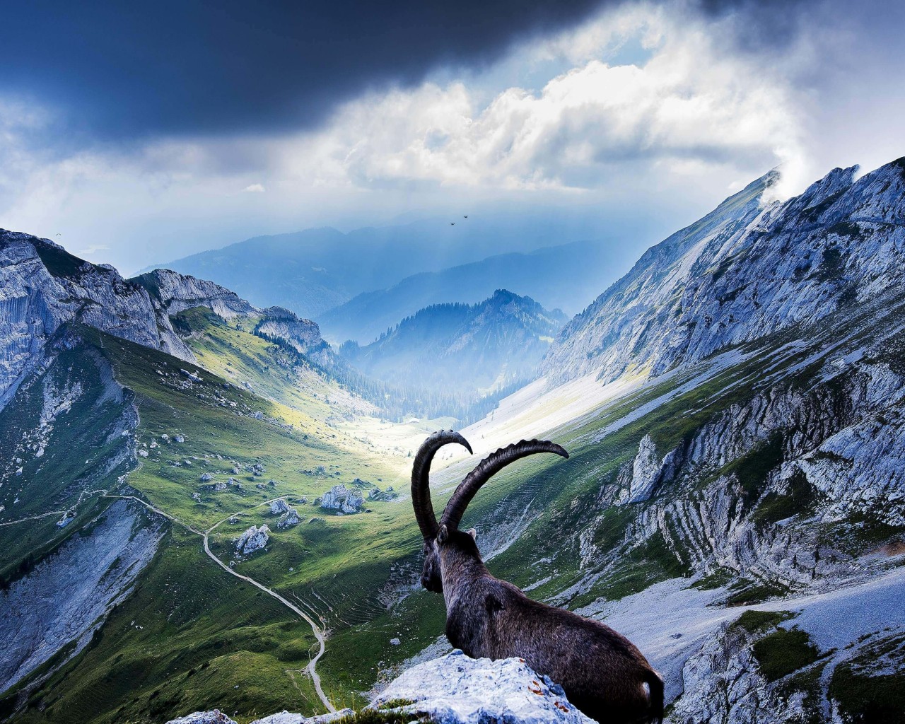 Goat at Pilatus, Switzerland Wallpaper for Desktop 1280x1024