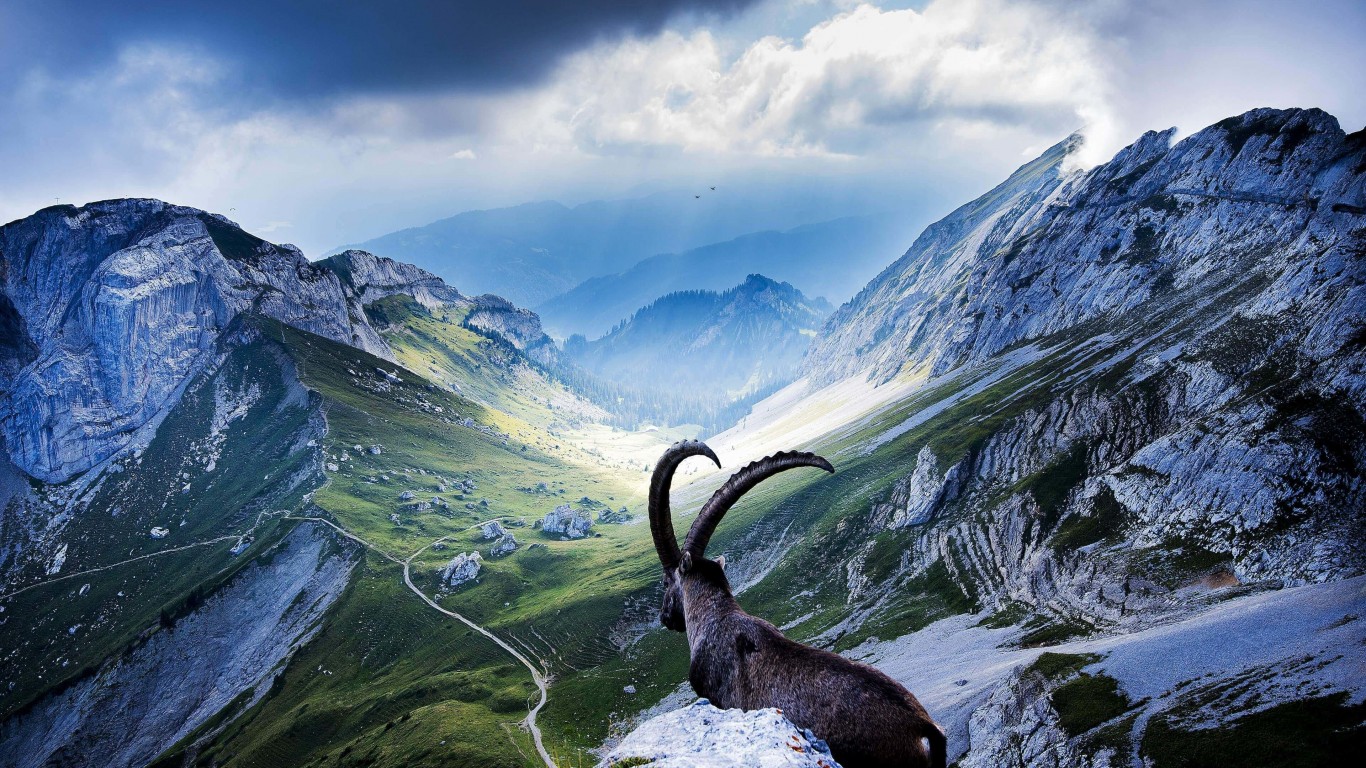 Goat at Pilatus, Switzerland Wallpaper for Desktop 1366x768
