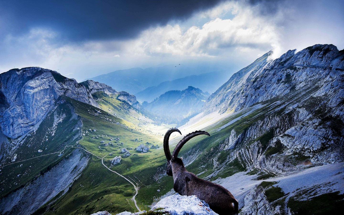 Goat at Pilatus, Switzerland Wallpaper for Desktop 1440x900