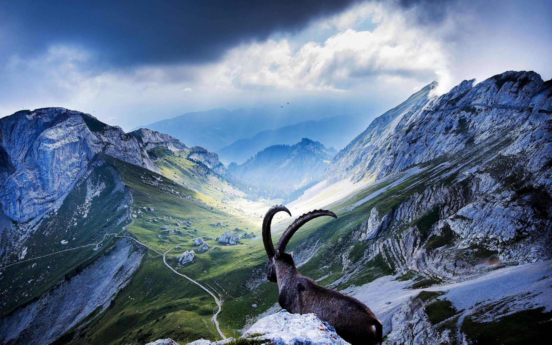 Goat at Pilatus, Switzerland Wallpaper for Desktop 1920x1200