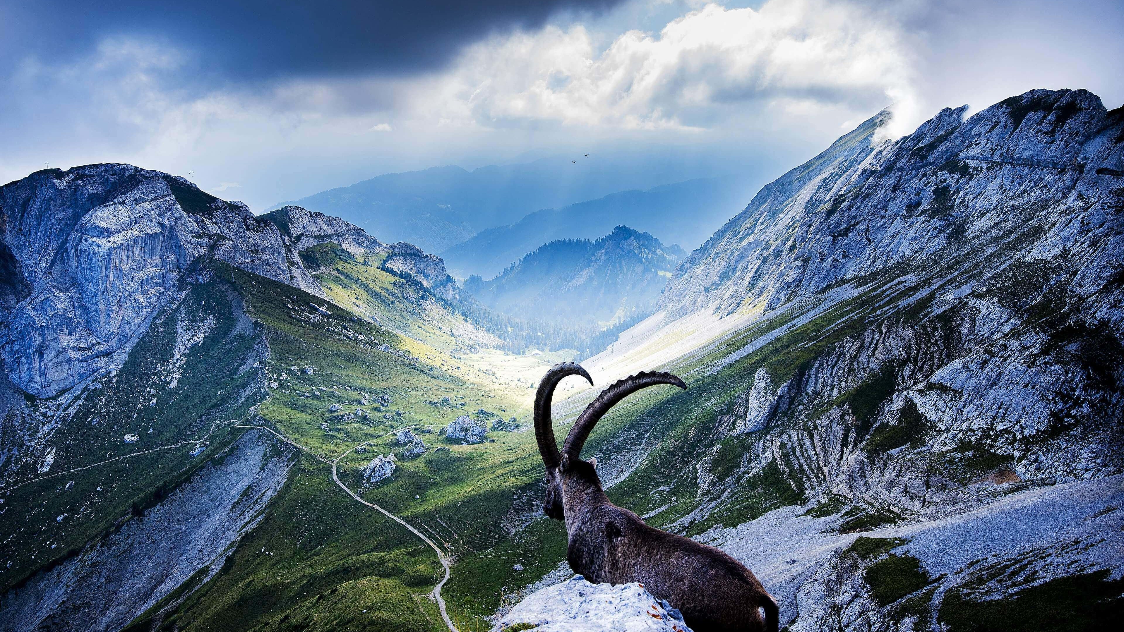 Goat at Pilatus, Switzerland Wallpaper for Desktop 4K 3840x2160