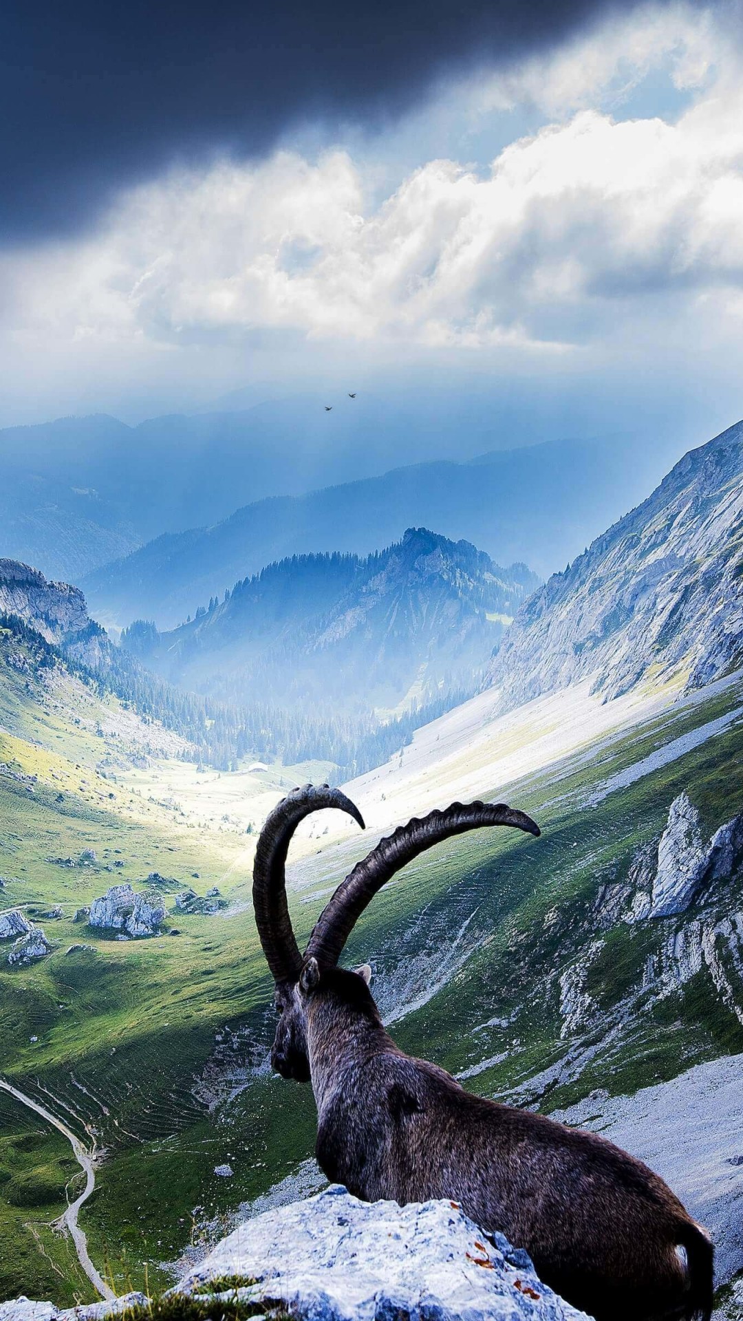 Goat at Pilatus, Switzerland Wallpaper for SAMSUNG Galaxy Note 3
