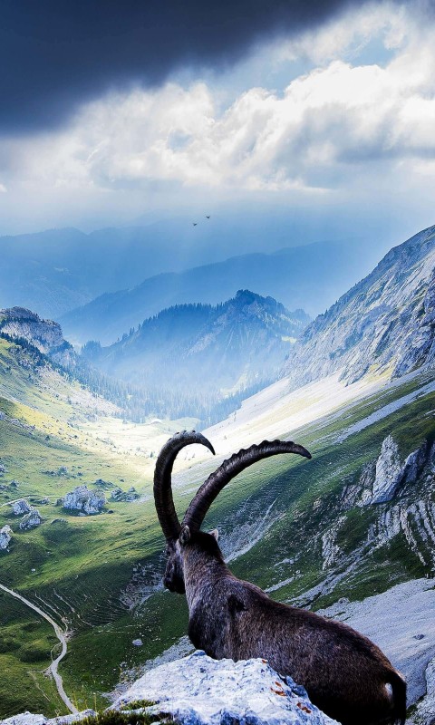 Goat at Pilatus, Switzerland Wallpaper for SAMSUNG Galaxy S3 Mini