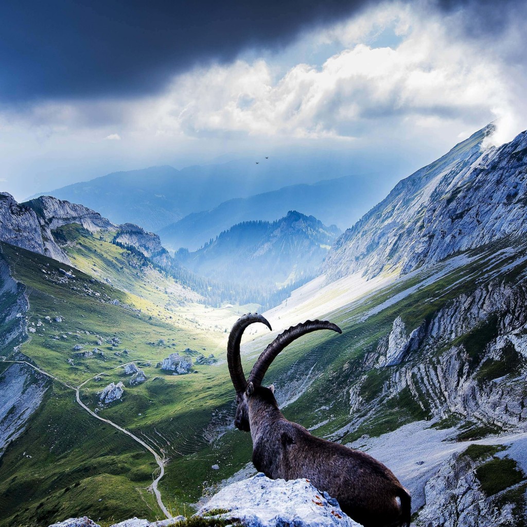 Goat at Pilatus, Switzerland Wallpaper for Apple iPad 2