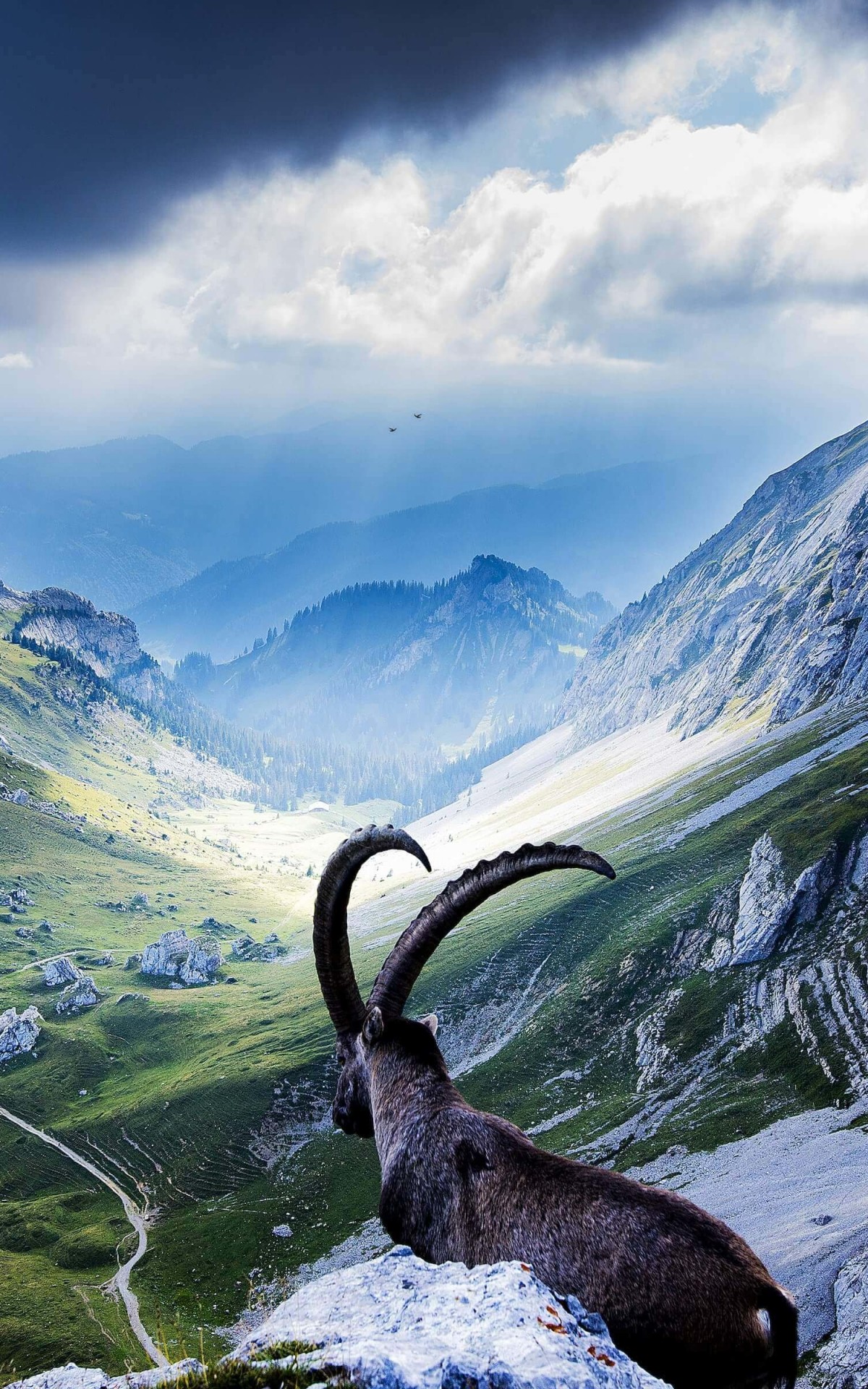 Goat at Pilatus, Switzerland Wallpaper for Amazon Kindle Fire HDX