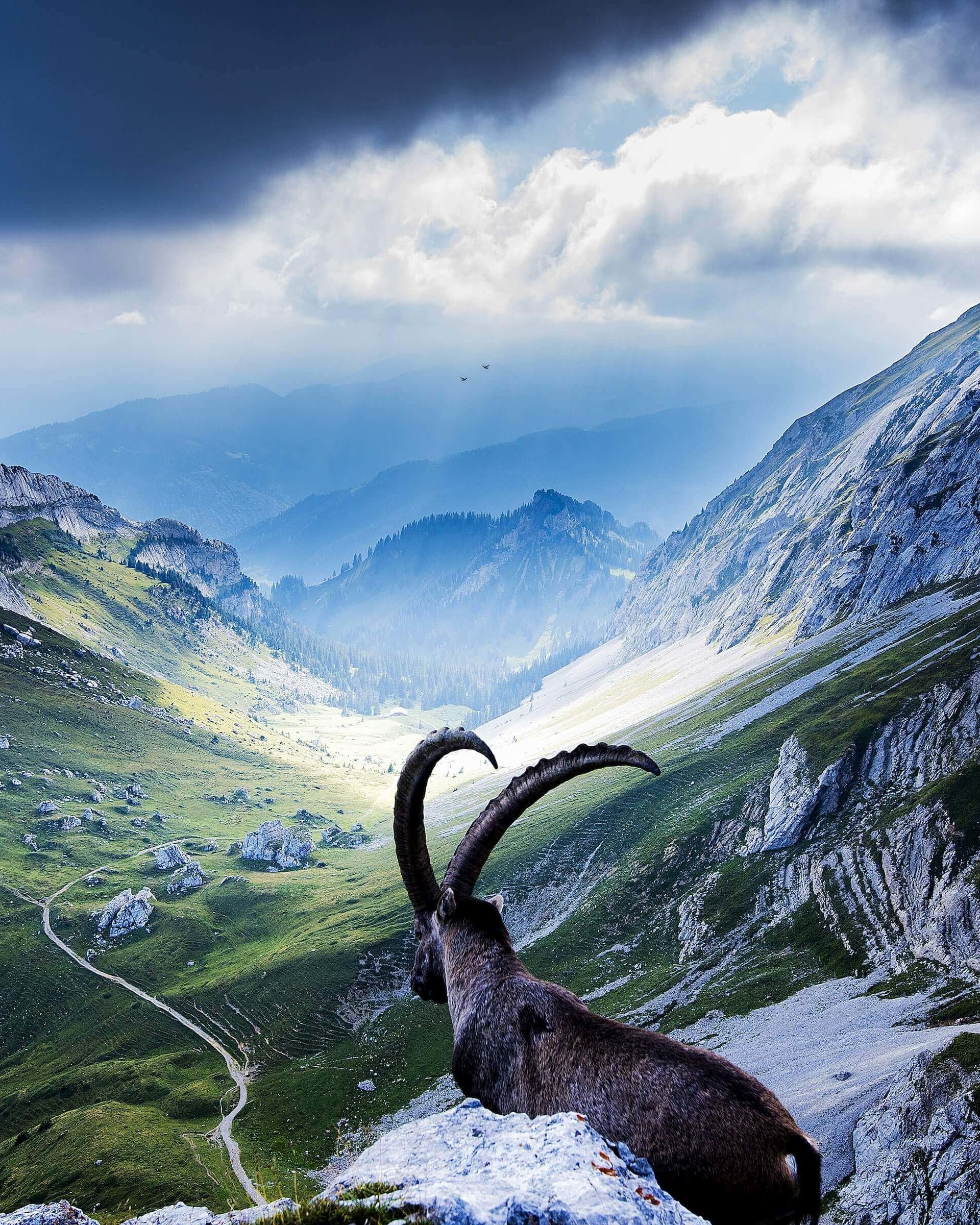 Goat at Pilatus, Switzerland Wallpaper for Google Nexus 7