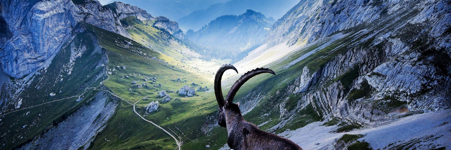 Goat at Pilatus, Switzerland Wallpaper for Social Media Twitter Header