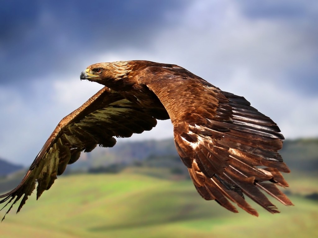 Golden Eagle Flying Wallpaper for Desktop 1024x768