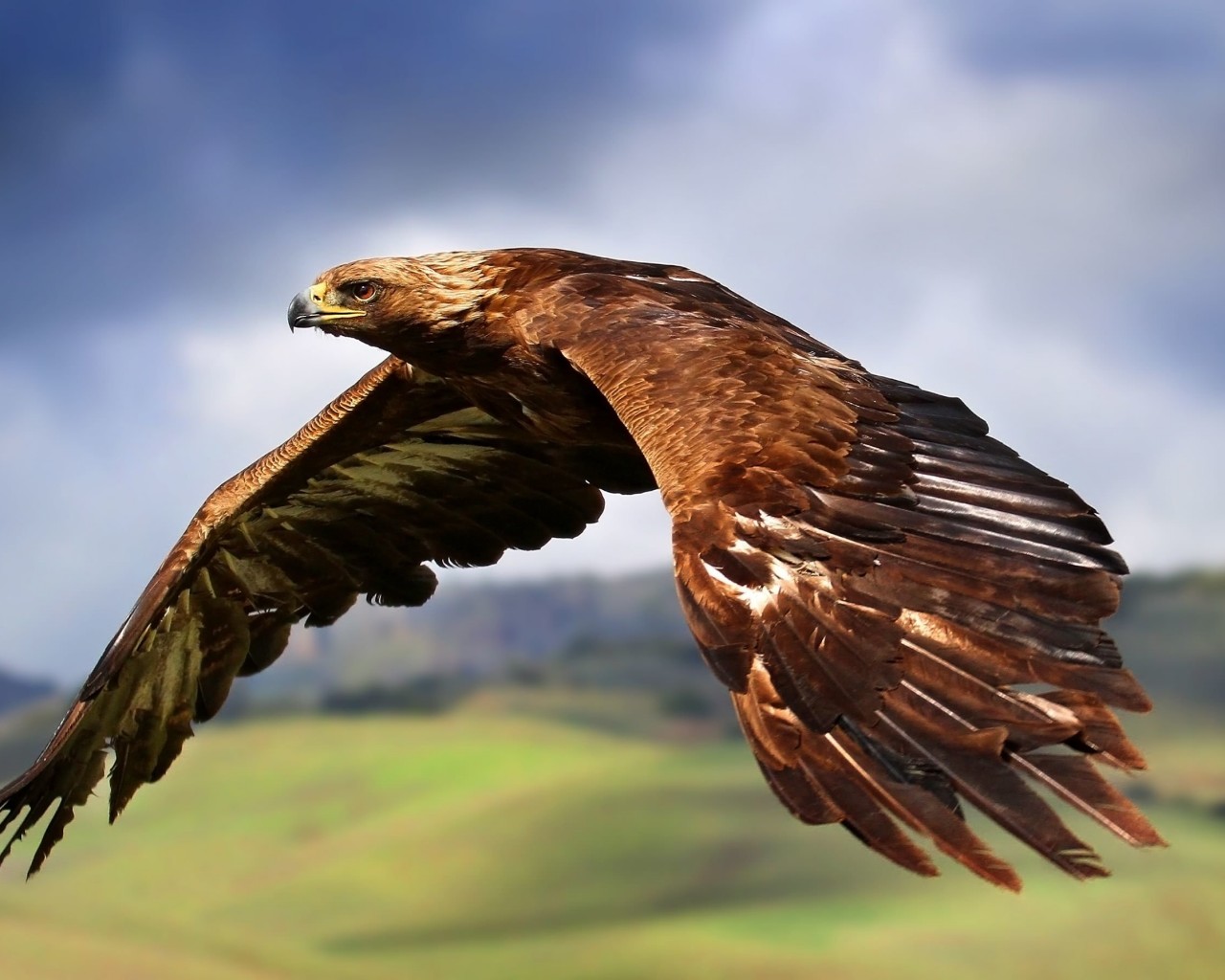 Golden Eagle Flying Wallpaper for Desktop 1280x1024