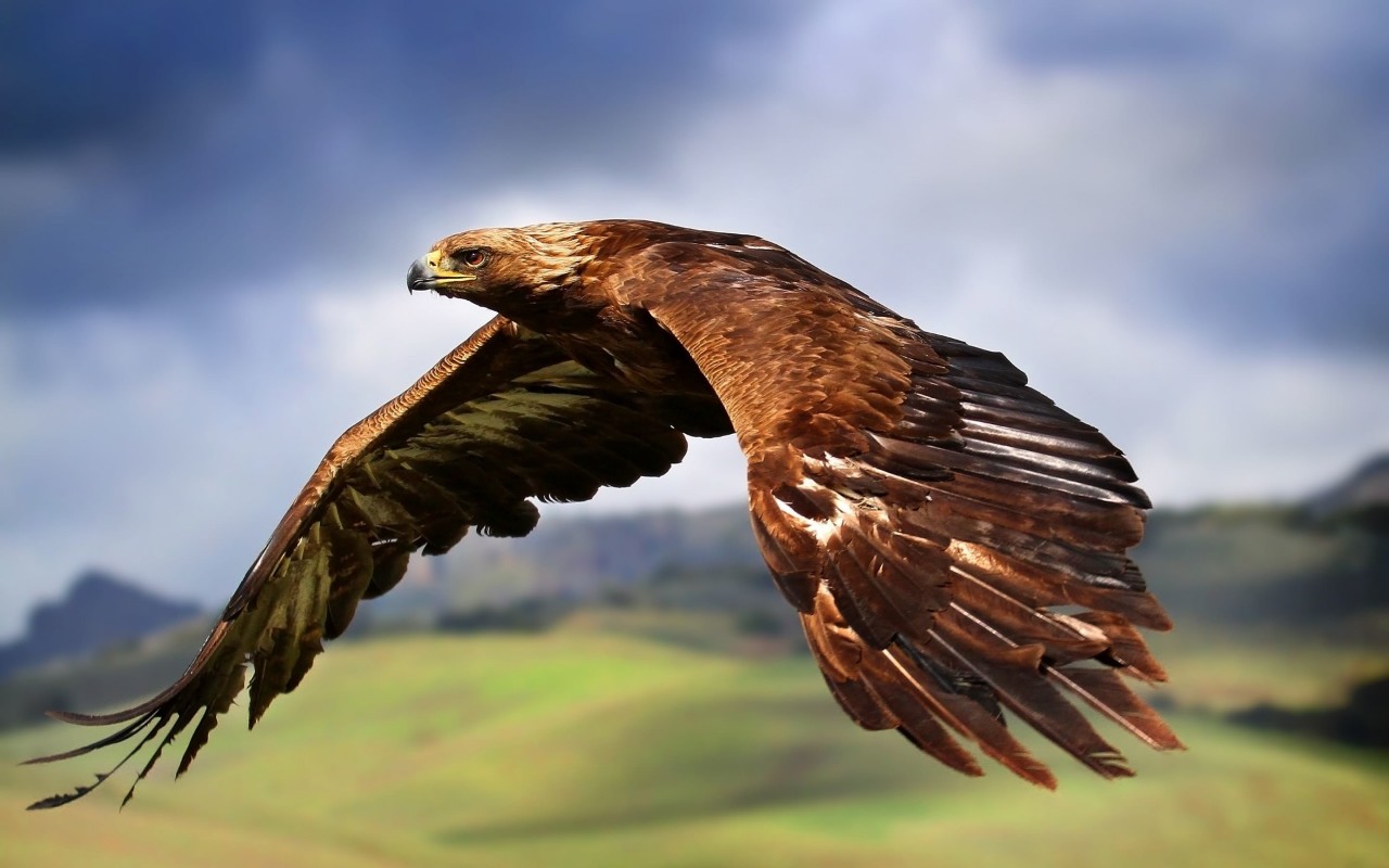 Golden Eagle Flying Wallpaper for Desktop 1280x800