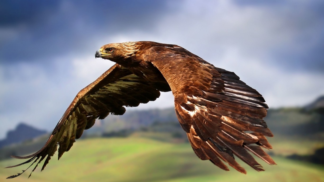 Golden Eagle Flying Wallpaper for Desktop 1366x768