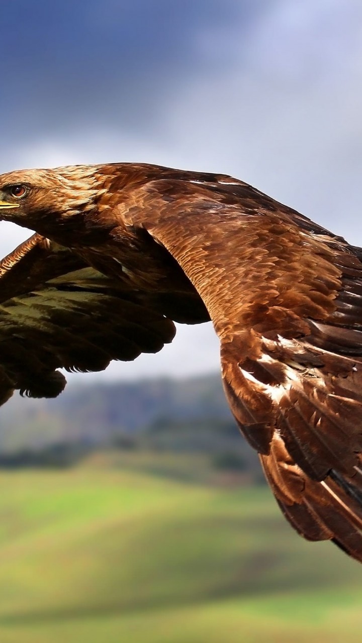 Golden Eagle Flying Wallpaper for SAMSUNG Galaxy Note 2