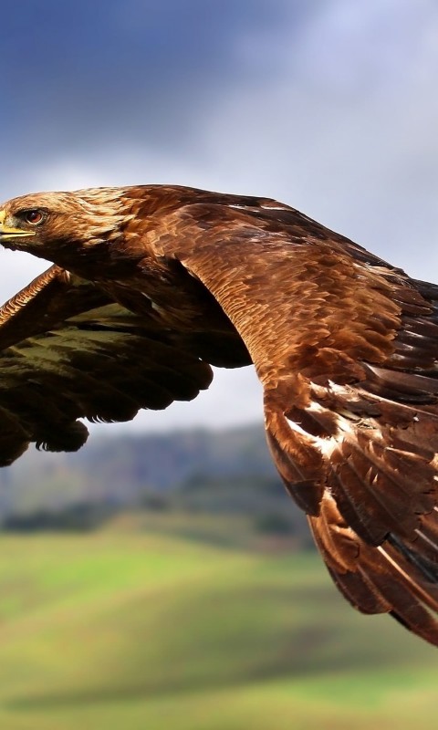 Golden Eagle Flying Wallpaper for HTC Desire HD