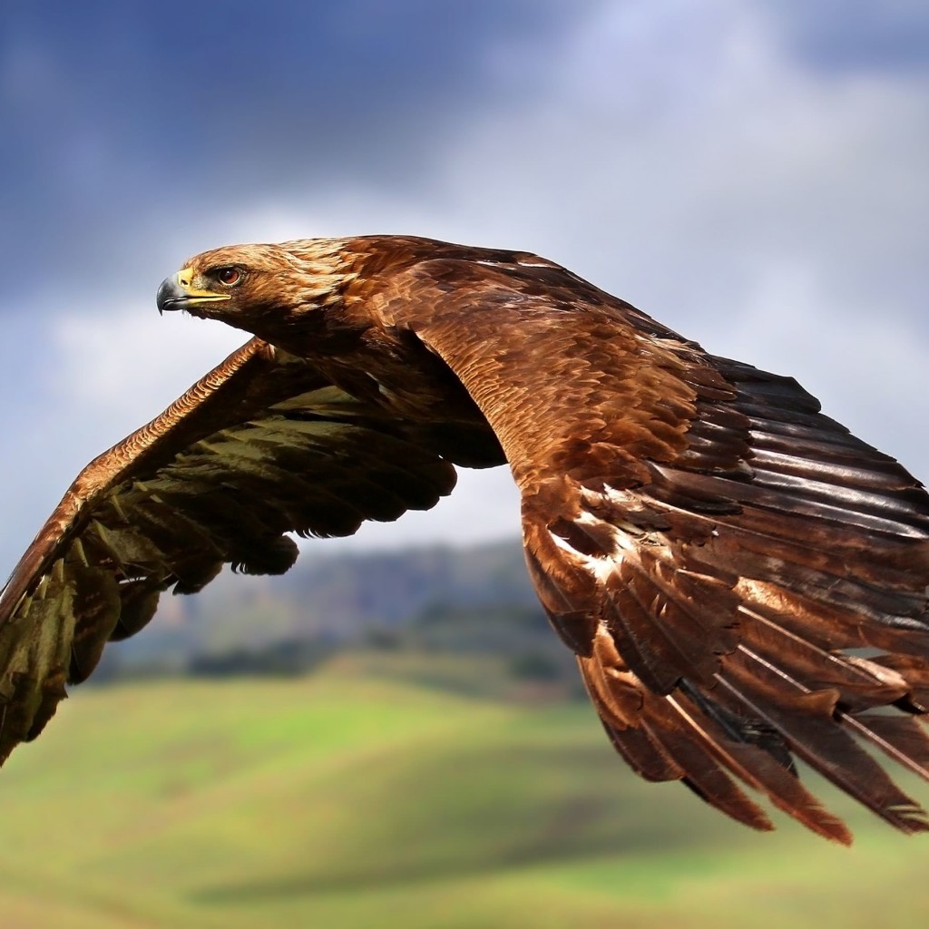Golden Eagle Flying Wallpaper for Apple iPad 2