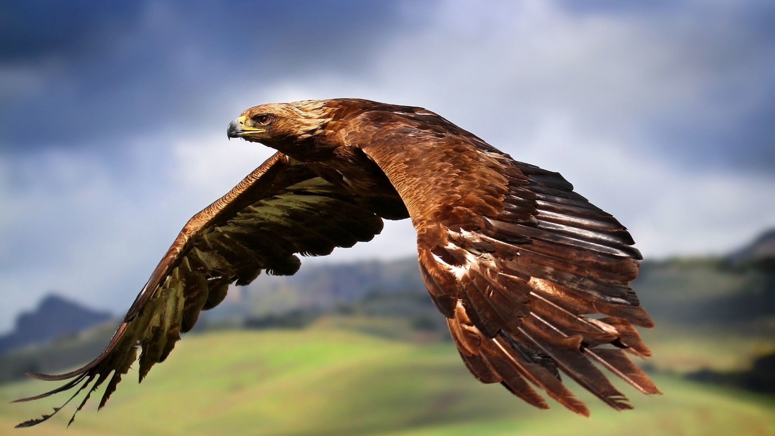 Golden Eagle Flying Wallpaper for Social Media YouTube Channel Art