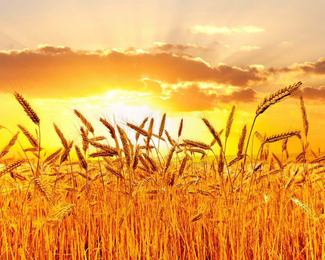 Golden Wheat Field At Sunset Wallpaper for Desktop 1280x1024