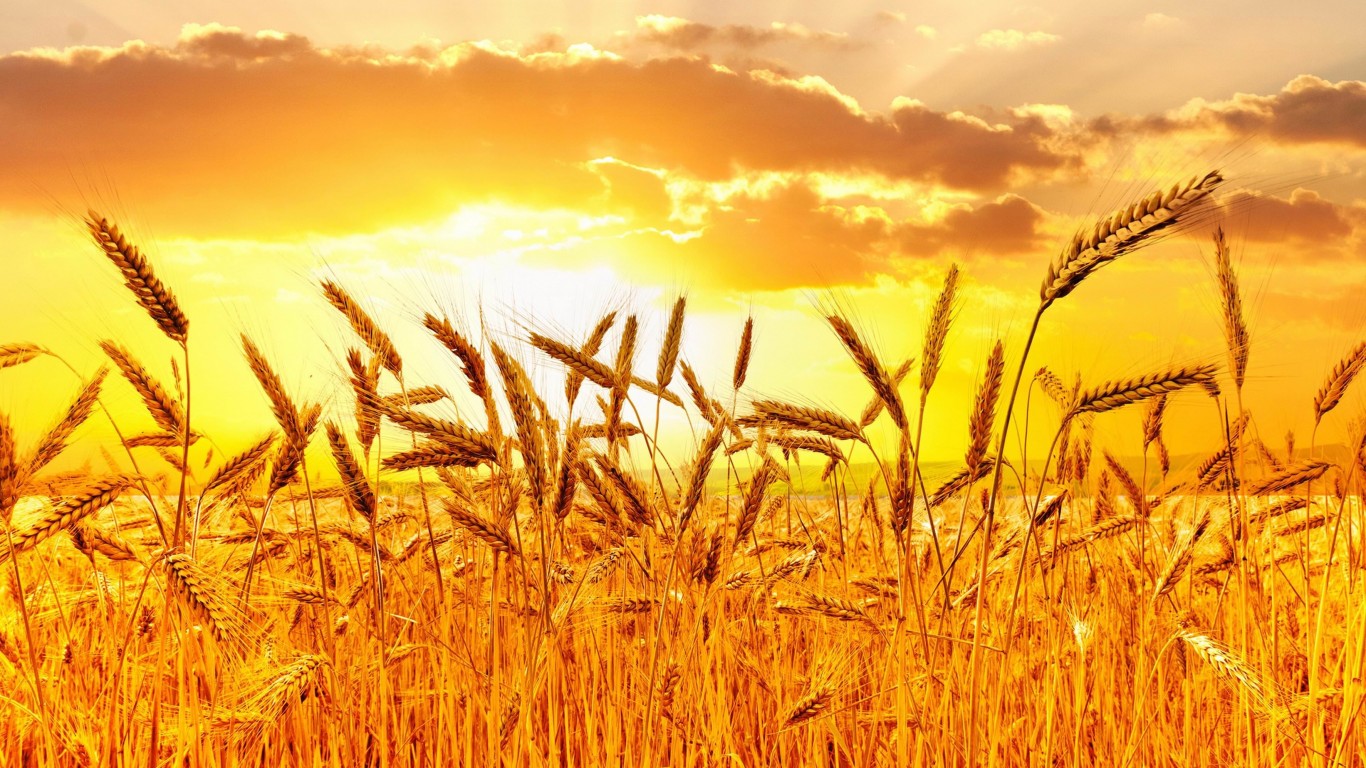 Golden Wheat Field At Sunset Wallpaper for Desktop 1366x768