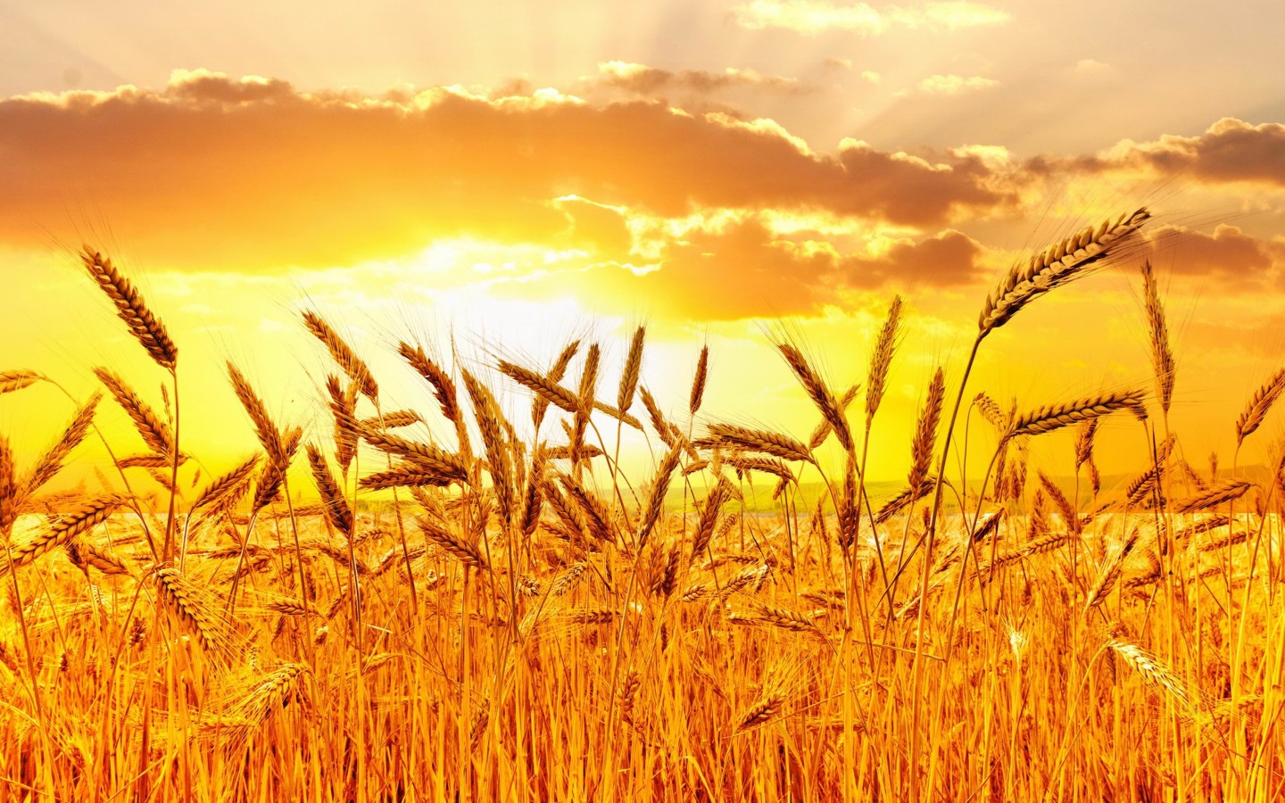 Golden Wheat Field At Sunset Wallpaper for Desktop 1440x900