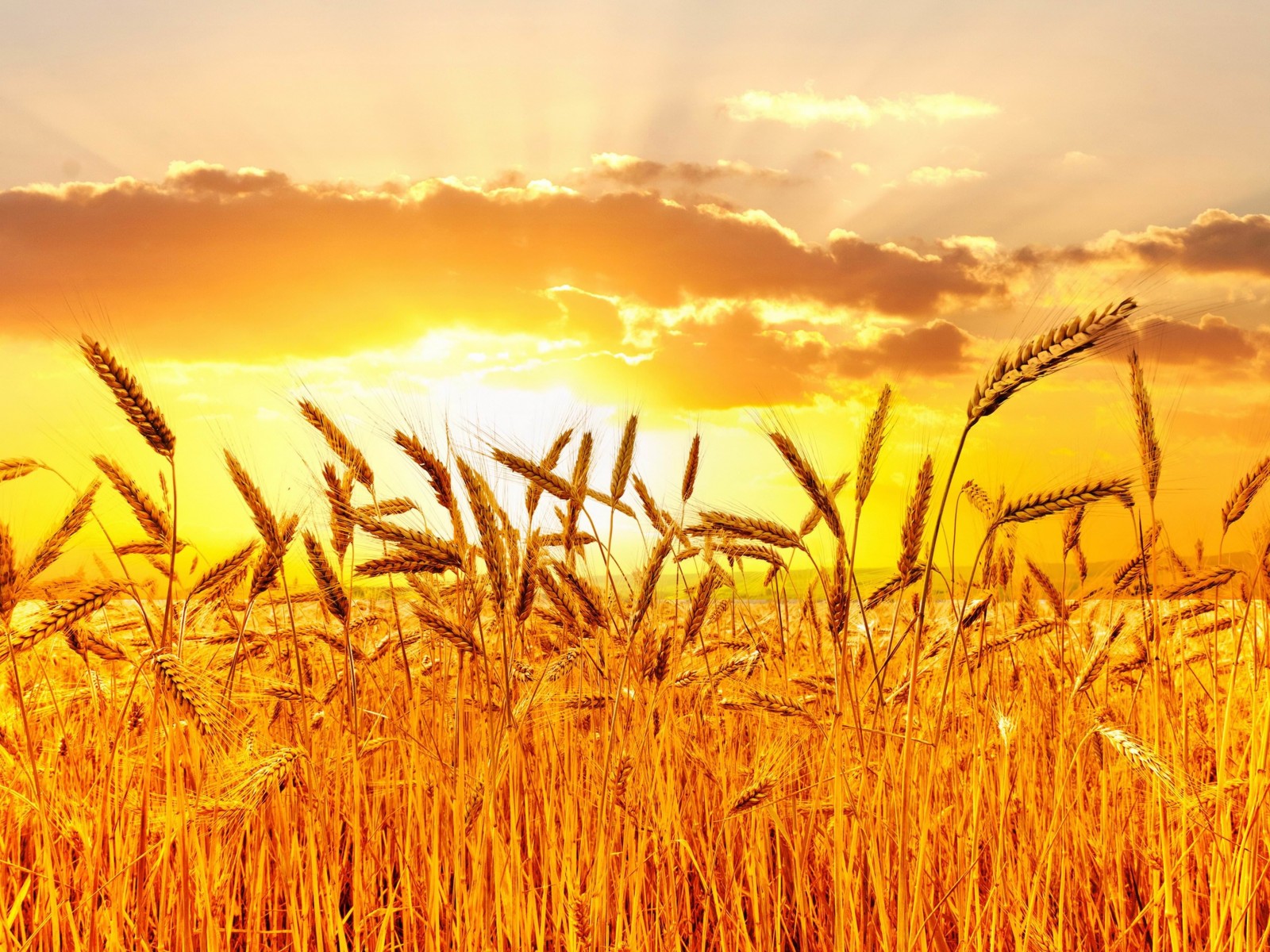 Golden Wheat Field At Sunset Wallpaper for Desktop 1600x1200