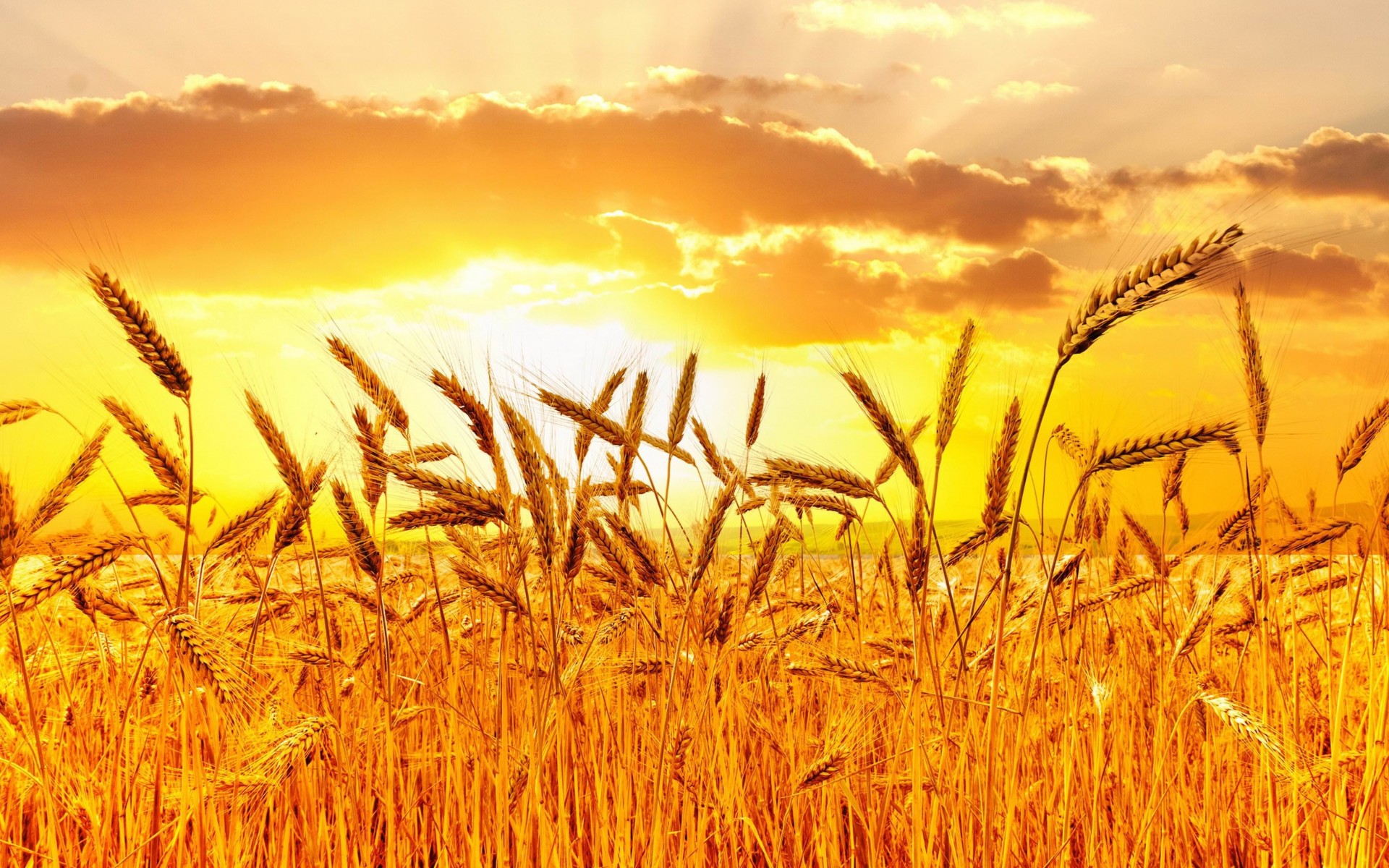 Golden Wheat Field At Sunset Wallpaper for Desktop 1920x1200