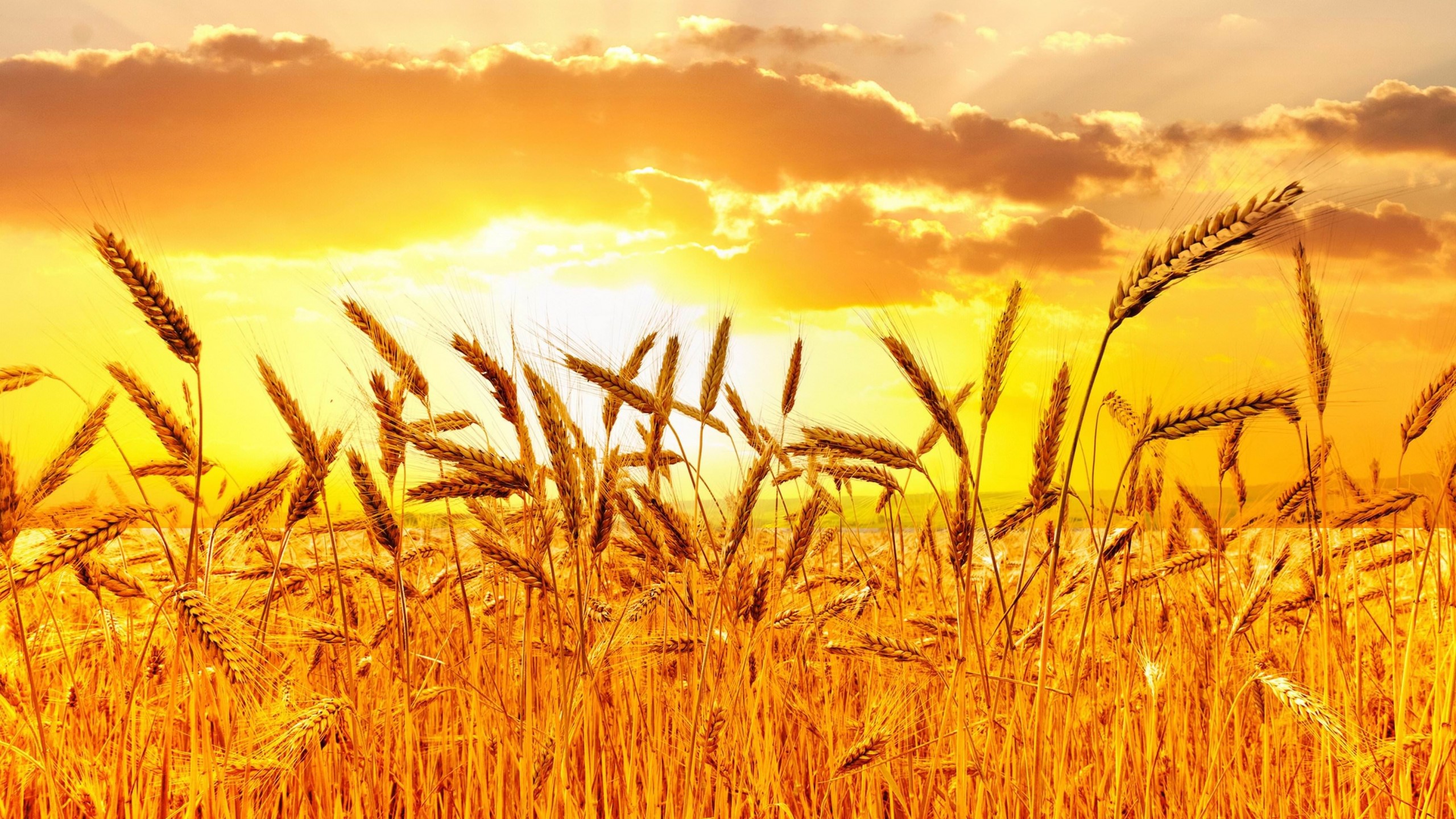 Golden Wheat Field At Sunset Wallpaper for Desktop 2560x1440