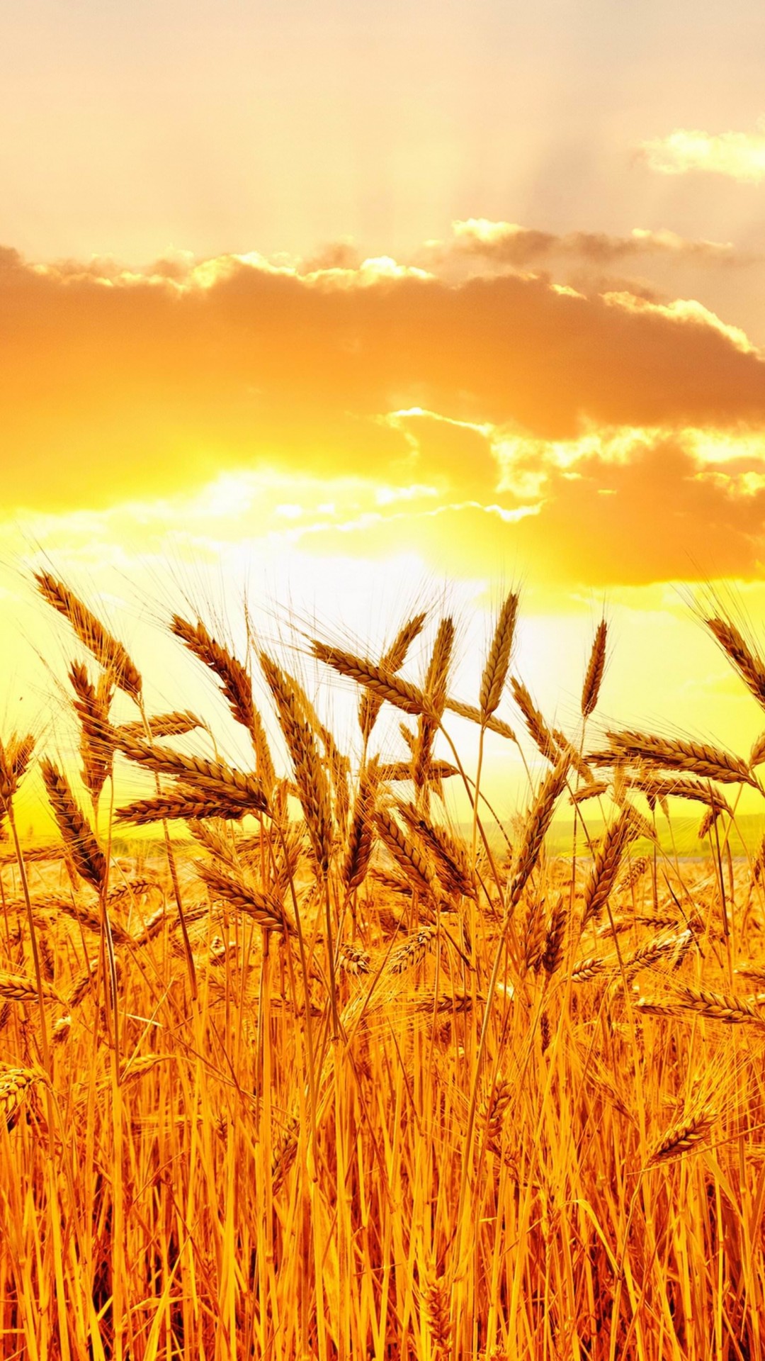 Golden Wheat Field At Sunset Wallpaper for SAMSUNG Galaxy S4