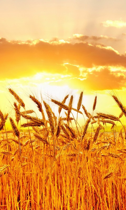 Golden Wheat Field At Sunset Wallpaper for HTC Desire HD